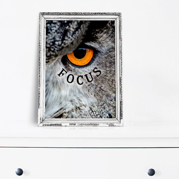 Focus Owl - Art Print